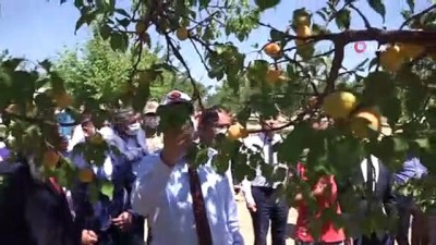 kayisi bahcesi -  Sivas’ta kayısı hasadı başladı Videosu