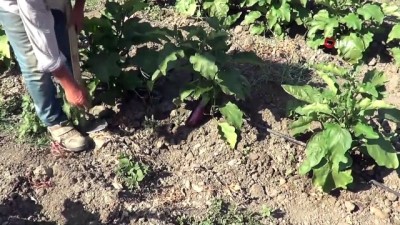 gubre -  Yüz yıllık tohumdan üretilen Güre patlıcanında pazar sıkıntısı Videosu