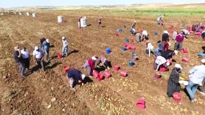 sozlesmeli - Adıyaman'da patates hasadına başlandı Videosu