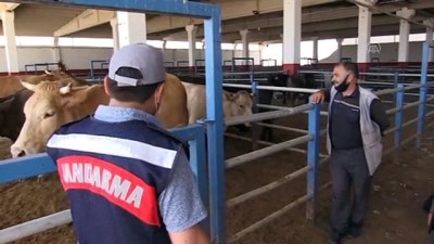 dolandiricilik - Doğu Anadolu'nun hayvancılık merkezinde Kovid-19 ve dolandırıcılığa geçit yok - ERZURUM Videosu