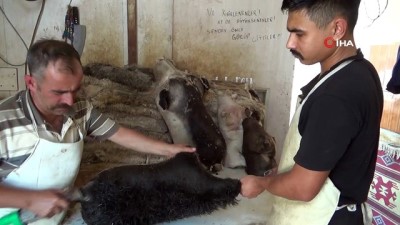 keci -  Peynire lezzet katan tulumlar Videosu