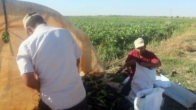 sebze uretimi - Suyla bereketlenen Suruç Ovası'nda üretim de istihdam da arttı - ŞANLIURFA Videosu