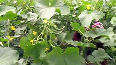 kooperatif - Ahıska Türkleri Karadeniz ve Doğu Anadolu'nun sebze ihtiyacını karşılıyor - ERZİNCAN Videosu