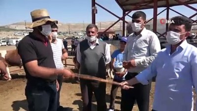  Kurbanlık pazarlığında tokalaşma sopaları kırıldı