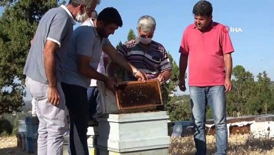 hirsiz -  Mersin'de arı kovanlarına sinek ilaçlı saldırı Videosu