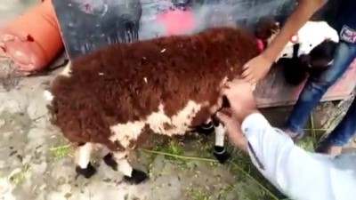  - Pakistan’da üzerine koyun yünü yapıştırılan keçiyi kurbanlık koyun diye sattılar