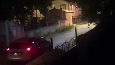 kamera - 'Cesur' mahalleye inen bozayıların korkulu rüyası oldu - KARS Videosu