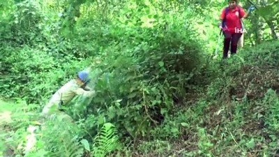 kucuk kiz -  Giresun'un Bulancak ilçesi Semen Yaylası'nda kaybolan Elif her yerde aranıyor Videosu