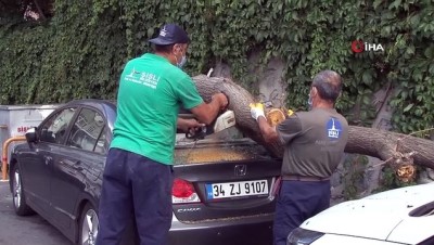  Park halindeki araçların üzerine ağaç devrildi