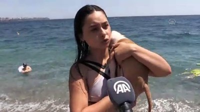 hava sicakligi - Sıcak havadan bunalanlar sahillerde serinlemeye çalıştı - ANTALYA Videosu