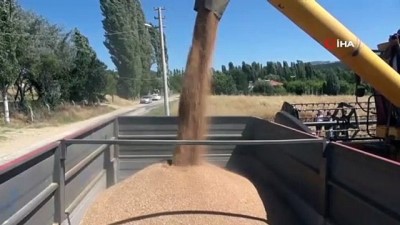 yerli tohum -  Uşak’ta yerli buğday hasadı yapıldı Videosu