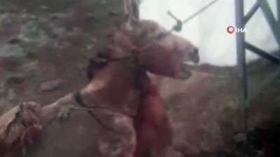dag kecisi -  Aç kurtlar direğe bağlı eşeği gündüz vakti parçalamaya çalıştı Videosu