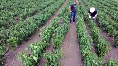 organik sebze - Hobisi sayesinde 22 bin metrekarelik serası oldu - SAMSUN Videosu