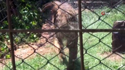 illuzyonist -  İllüzyonist Aref’in Bengal kaplanı, hayvanat bahçesinin maskotu oldu Videosu