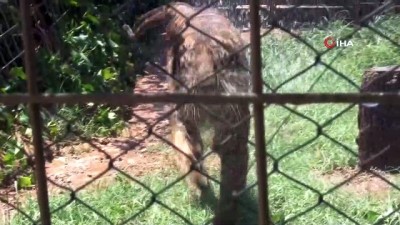 hayvanat bahcesi -  İllüzyonist Aref’in Bengal kaplanı, hayvanat bahçesinin maskotu oldu Videosu