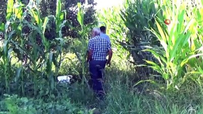 jandarma -  Kayıp yaşlı kadını mısır tarlasında ‘Kahve’ buldu Videosu
