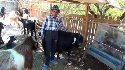 Satışa sunulan 120 kilogramlık keçi alıcısını bekliyor - KAHRAMANMARAŞ