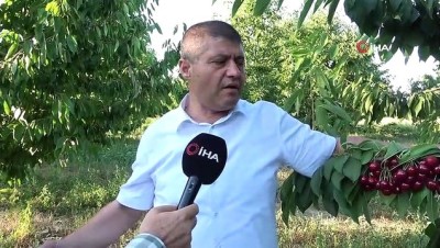 borlu -  Uluborlu, kiraz hasatında tarihi rekor kırdı Videosu