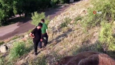 salda -  Aracın çarptığı boz ayı öldü Videosu