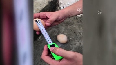 kamera - İriliğiyle dikkati çeken yumurtanın içinden bir yumurta daha çıktı - AYDIN Videosu
