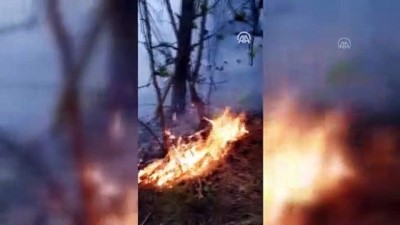 rturk - Örtü yangınında 3 hektarlık alan zarar gördü - SAMSUN Videosu