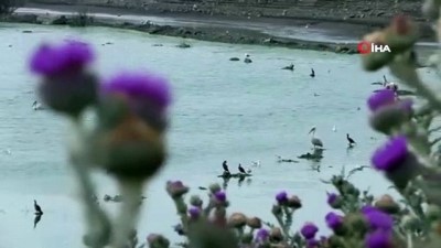 kus cenneti -  Pelikanlar Kars’ı sevdi Videosu
