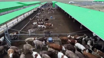 sut uretimi - TİGEM Gözlü'den günde 37 ton süt üretimiyle ekonomiye katkı - KONYA Videosu