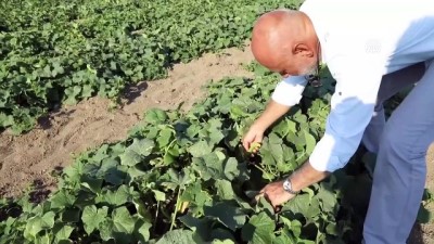 kabiliyet - Çubuk turşusu için hasat sezonu başladı - ANKARA Videosu