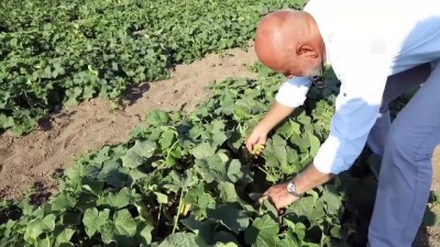 Çubuk turşusu için hasat sezonu başladı - ANKARA