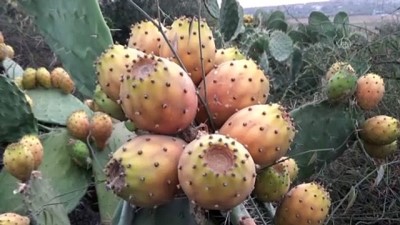 gubre - 'Dikenli incir'in zahmetli hasat süreci başladı - MERSİN Videosu