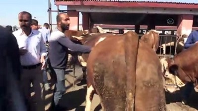 Doğu Anadolu'daki hayvan pazarları en hareketli günlerini yaşıyor - AĞRI