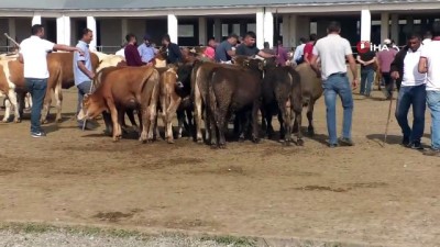 buyukbas hayvan -  Kars’ta Hayvan Pazarı’nda bayram yoğunluğu Videosu