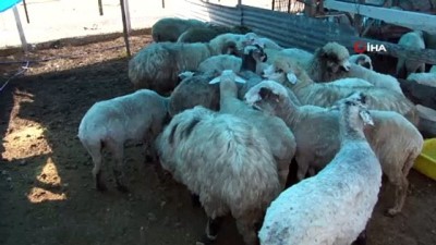 kurban pazari -  Rize'de kurban pazarı esnafı satışların az olmasından şikayetçi Videosu