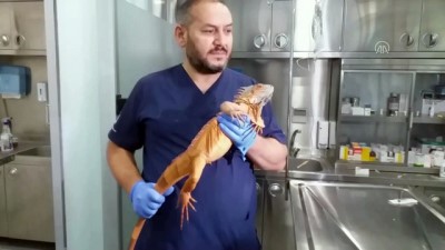 iguana - Üsküdar'da 1 metre 12 santimetre boyunda iguana bulundu - İSTANBUL Videosu