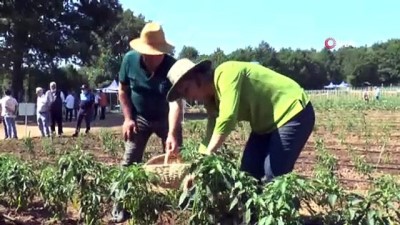 yerli tohum -  Belediyenin 80 gün önce fide diktiği bahçeden 1.5 ton mahsul toplandı Videosu
