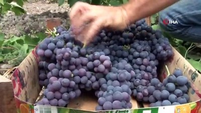 uzum bagi -  Elazığ'da erkenci siyah üzümde hasat zamanı Videosu
