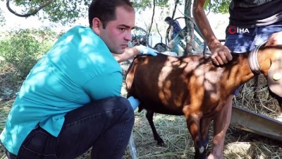 beko -  Kıl keçilerine ultrasonlu sağlık kontrolü Videosu