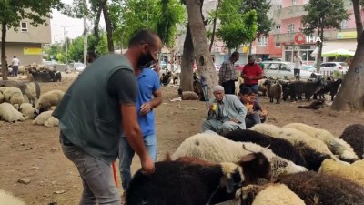 keci -  Korona virüs kurban satışlarını da vurdu Videosu