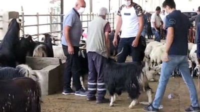 evcil hayvan - Kurban Bayramı'nda 'Kovid-19 tedbirlerine uygun kesim yapılmalı' uyarısı - DİYARBAKIR Videosu