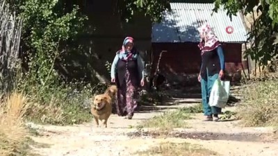 ormana -  'Kurtlar parçalasın' diye dağa atılan köpeklere köylüler sahip çıktı Videosu
