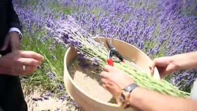 ipekyolu - Üniversite yerleşkesinde 300 çeşit tıbbi ve aromatik bitkinin hasadına başlandı - VAN Videosu