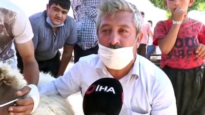 kurban pazari -  Aldığı kurbanlığa virüs bulaşmasın diye maske taktı Videosu