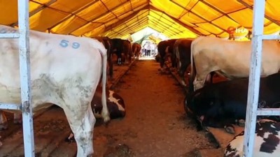 kurban cadiri -  Beylikdüzü’nde en temiz kurban çadırı ödüllendirildi Videosu