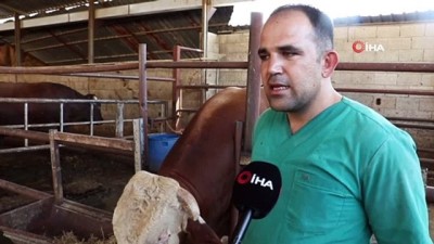  Bir buçuk tonluk boğa 35 bin liraya satıldı