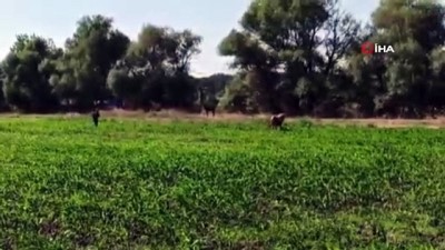  Bursa’da kurbanlık dana kaçtı, onlar kovaladı