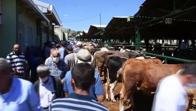 kurban bayrami - Canlı hayvan pazarında kurban bayramı yoğunluğu - MALATYA Videosu