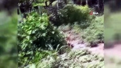 dag kecisi -  Dağ keçileri böyle görüntülendi Videosu
