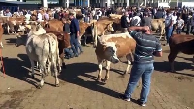 kurban pazari - Doğu Anadolu'daki hayvan pazarlarında arife hareketliliği - KARS/AĞRI Videosu