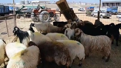 kapali carsi - Hayvan pazarında arife günü hareketliliği - KARAMAN Videosu