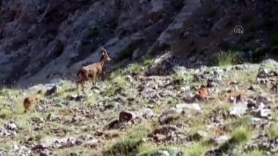 kacak avci - Koruma altındaki yaban keçileri görüntülendi - KAYSERİ Videosu
